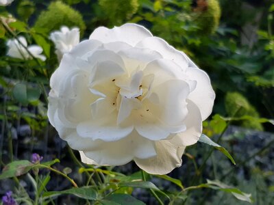 White rose flower plant