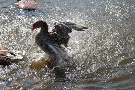 Nature water bird poultry photo