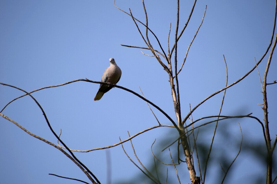 Dove nature landscape