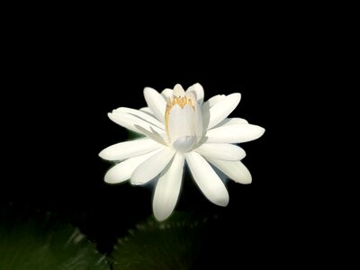 Lotus blossom white elegant photo