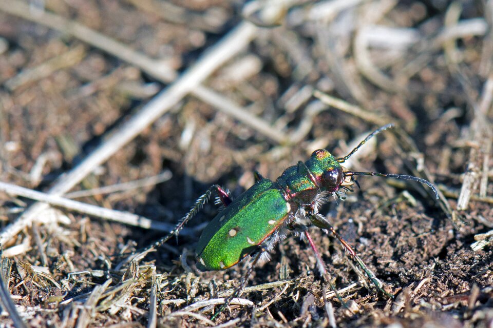 Beetle carabids cicindela