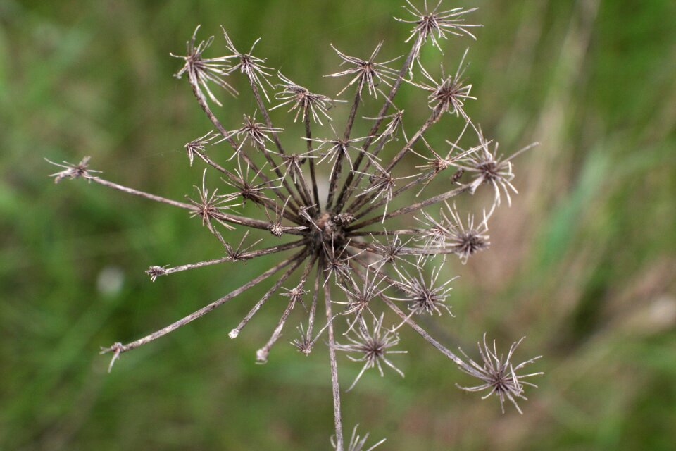 Wilderness prairie nature