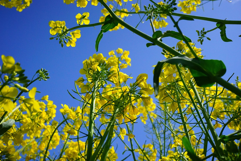 Yellow flowers plant