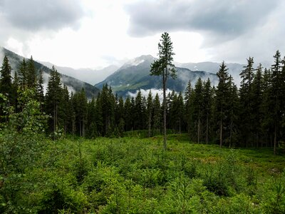 Forest tree mountain photo