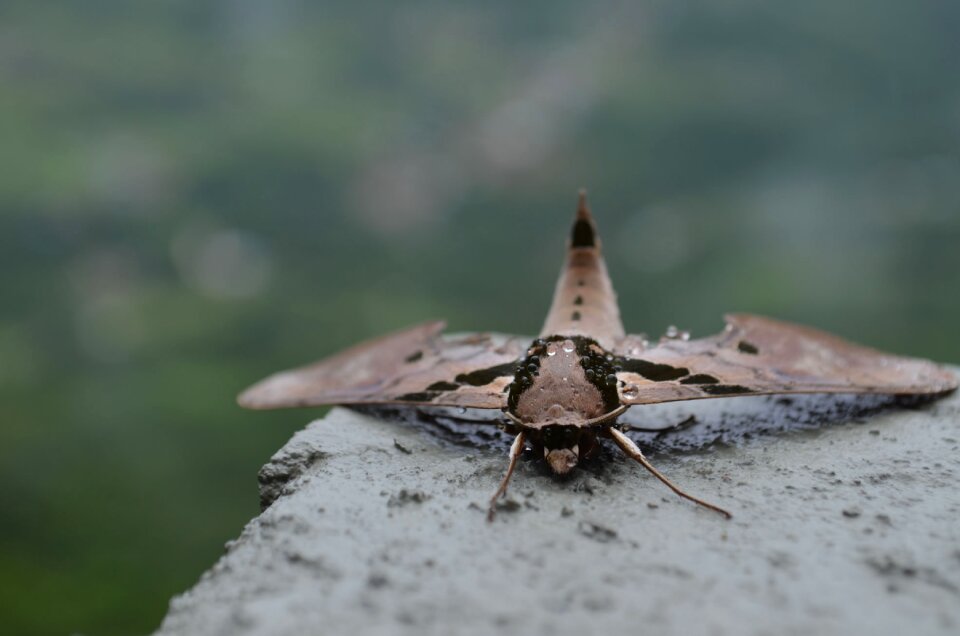 Bug rain nature