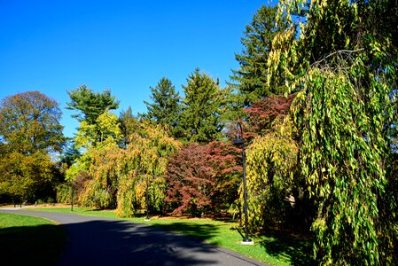 Nature trees