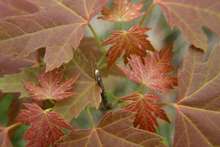 Plant autumn leaf photo