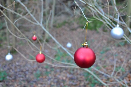 Woodland xmas celebration