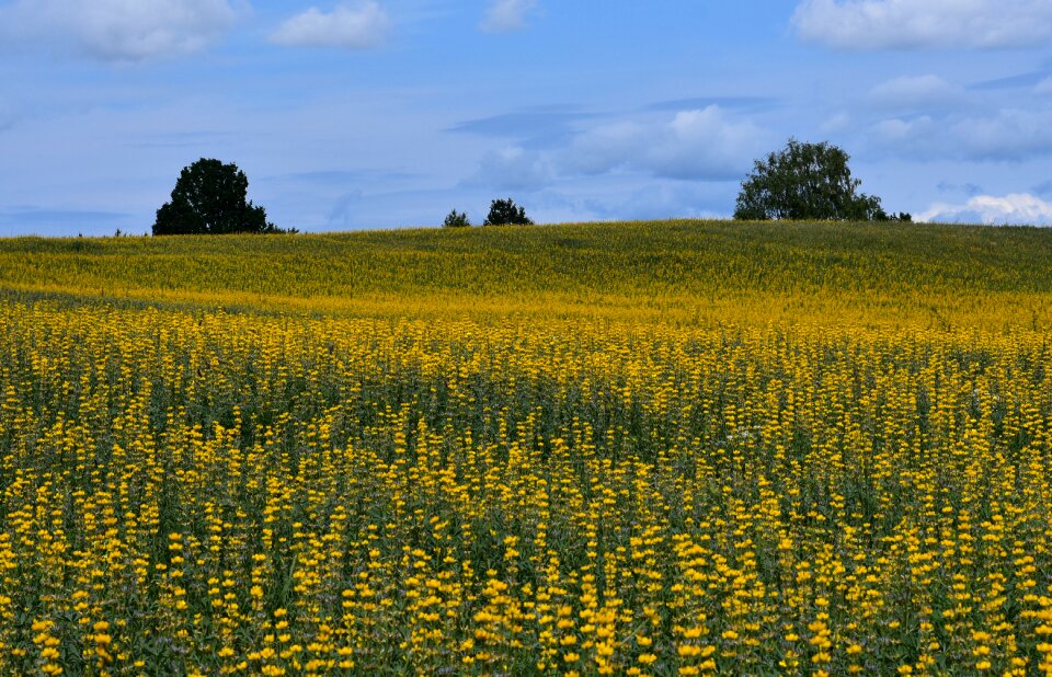 Field yellow landscape