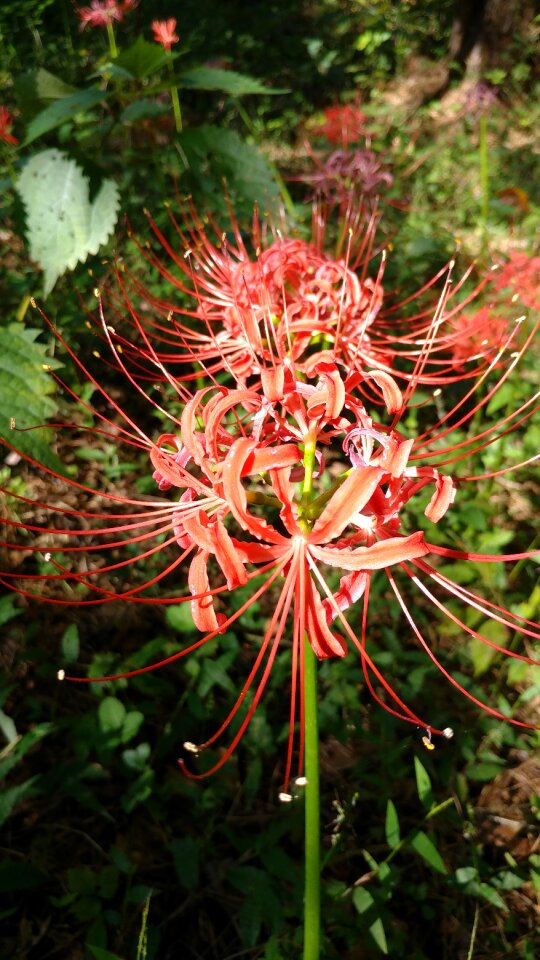 Nature close macro
