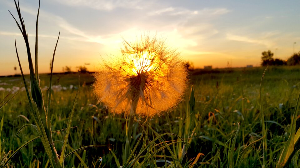 Flower summer spring photo