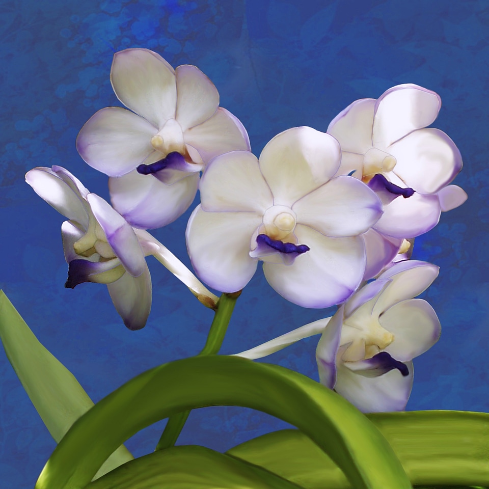 Vanda white purple