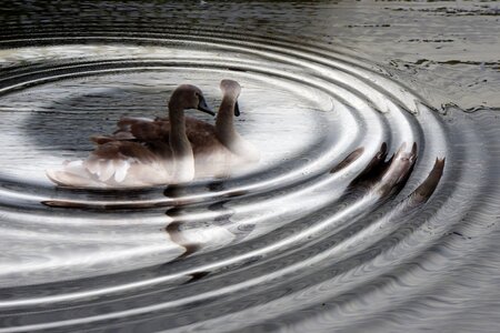 Young swans water waves water photo