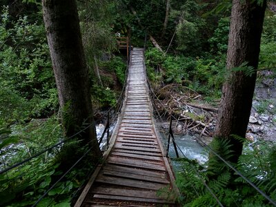 Suspension bridge forest bach