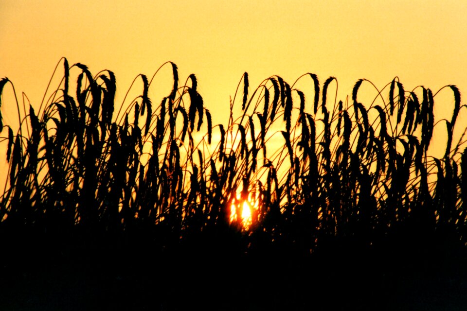Summer field sun