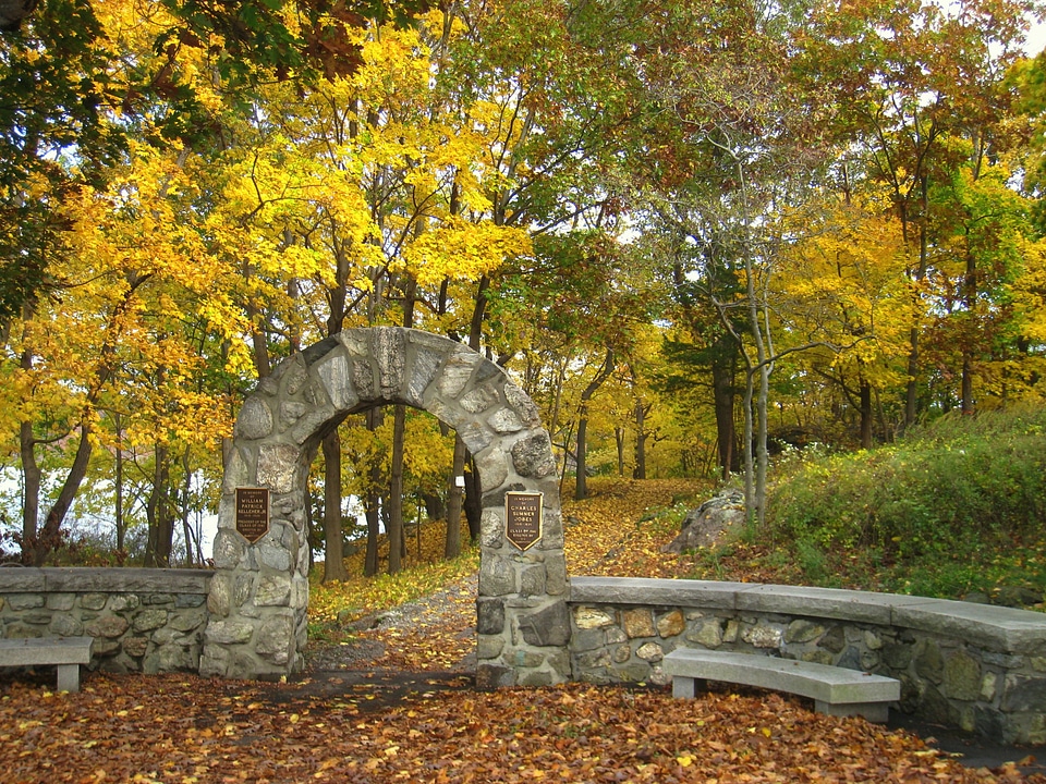 Military landscape forest