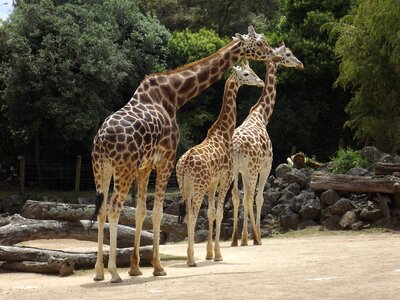 Zoo wildlife african