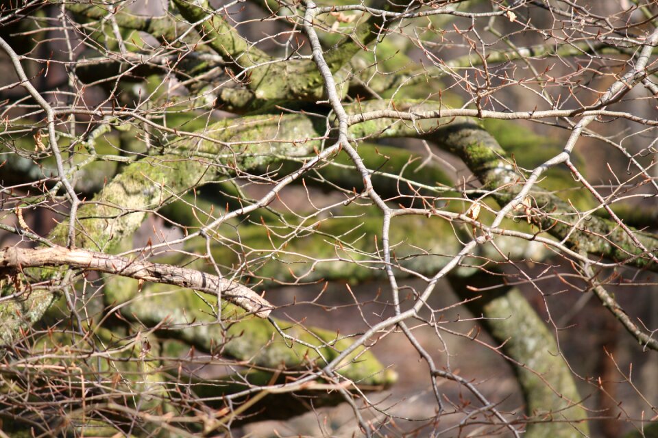 False of verzy beech tortillars