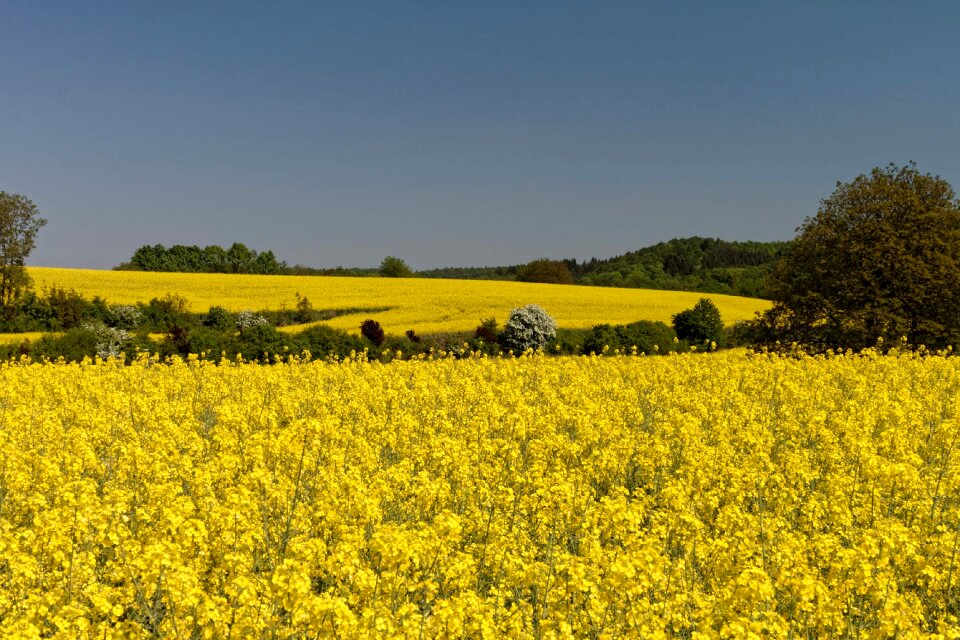 Oilseed rape landscape rape blossom