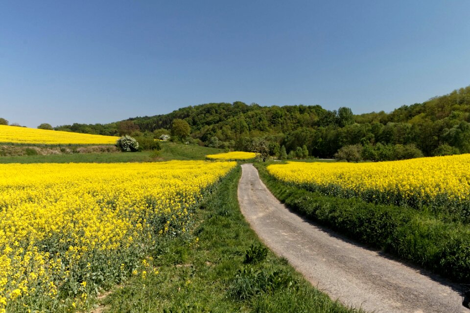 Landscape rape blossom away