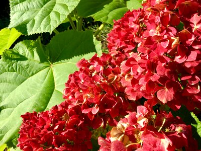 Autumn garden dark pink