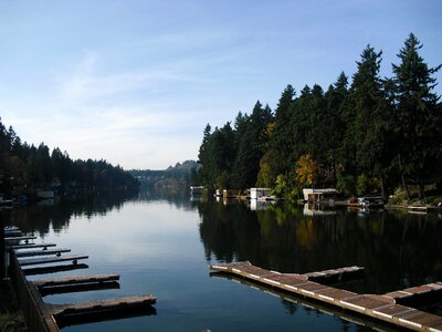Marina trees