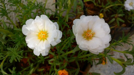 Garden flowers flowers white
