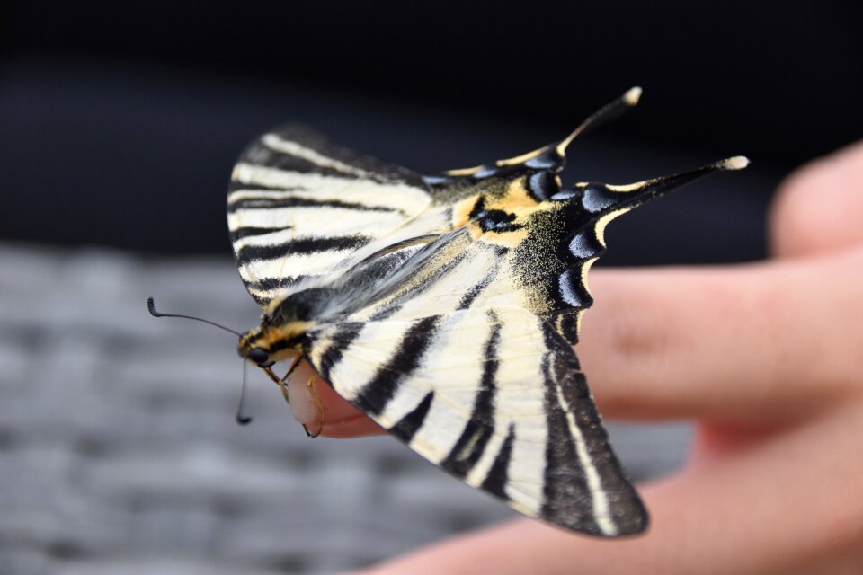 Butterfly insect nature
