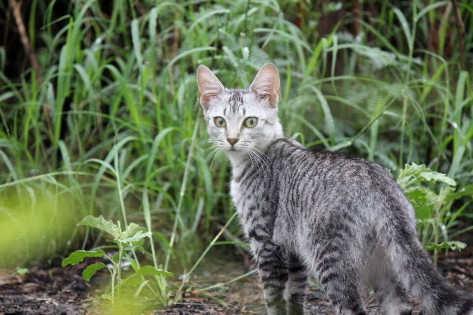 Pet animals housecat