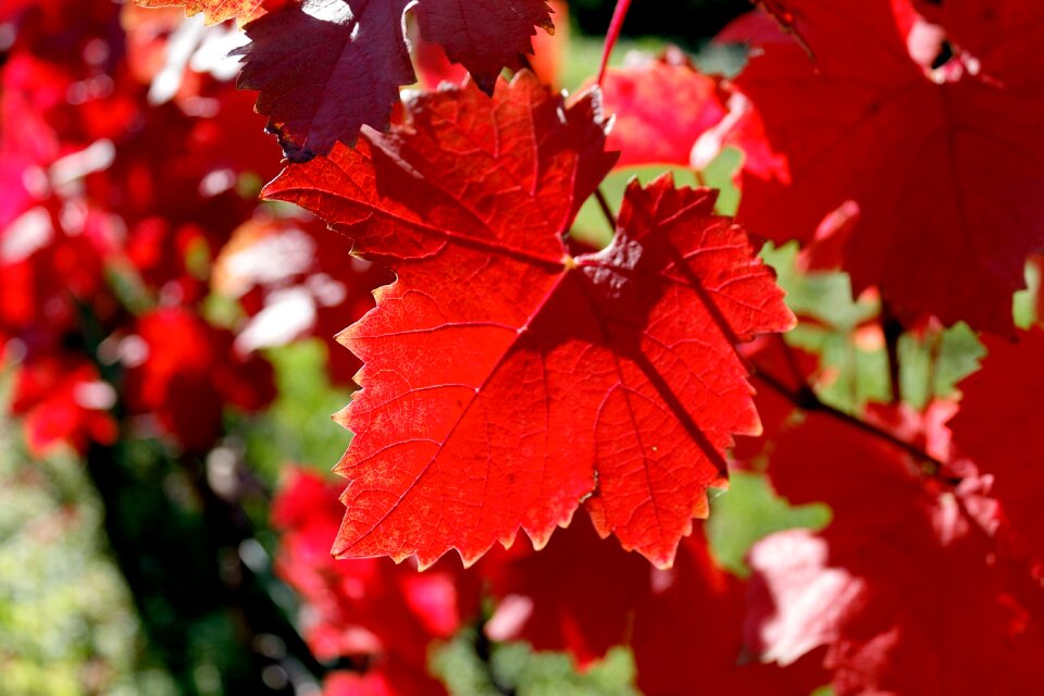 Red autumn color