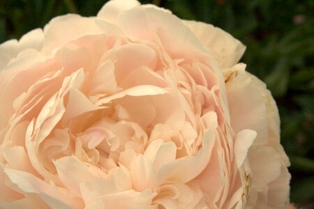 Blossom bloom rosebush photo