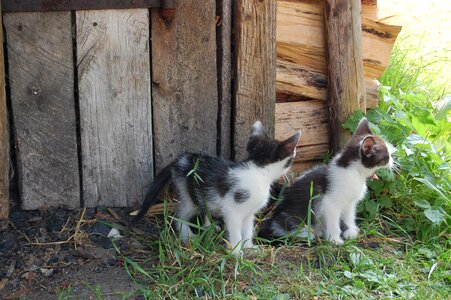 Small animals village