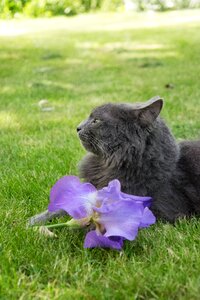 Animals pet cat
