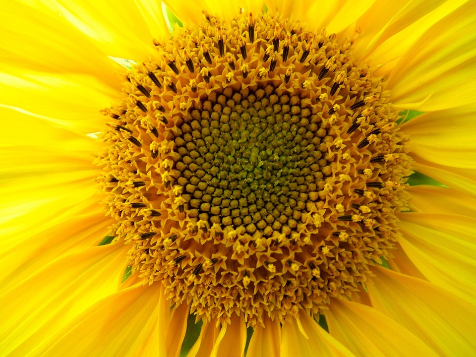 Yellow sunny huge flower