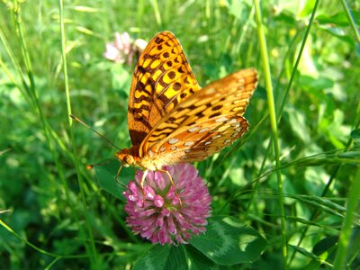 Summer great spangled fratilary