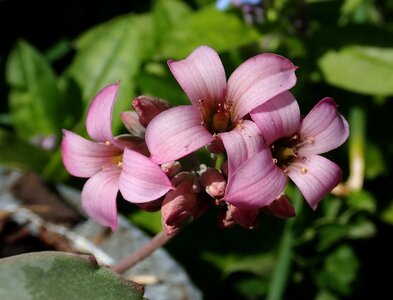 Plant garden nature