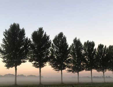 Sunrise dew fog photo