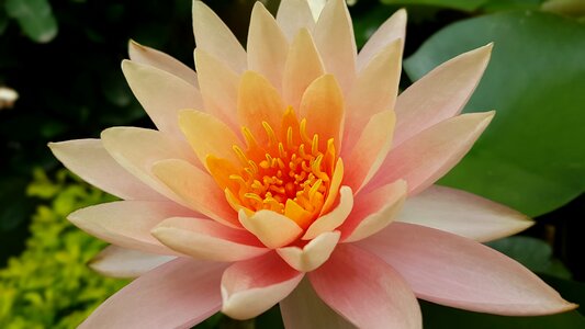 Nature closeup bloom