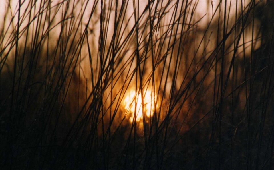 Blur nature dark