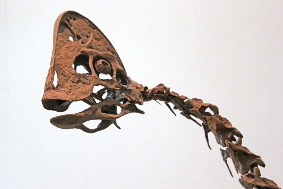 Museum paleontology prehistoric