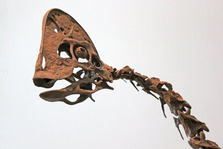 Museum paleontology prehistoric