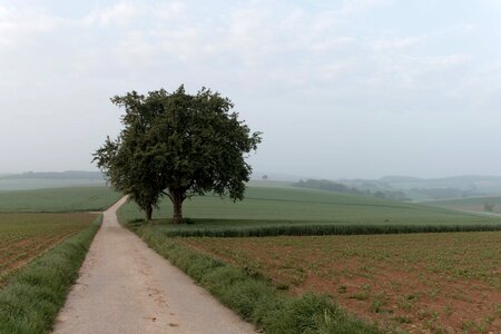 Landscape tree away photo