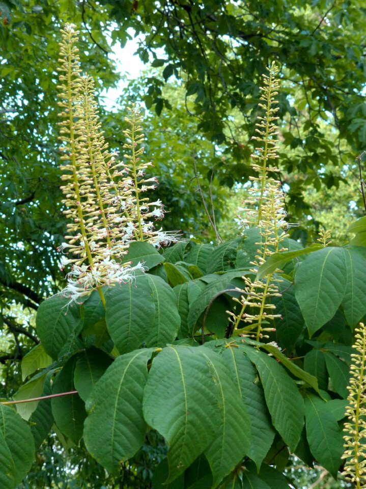 Bush plant summer