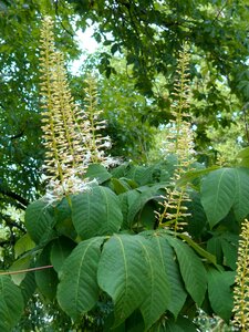 Bush plant summer