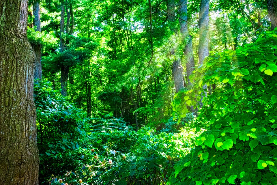 Nature foliage