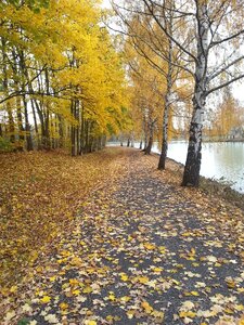 Leaves away fall foliage photo