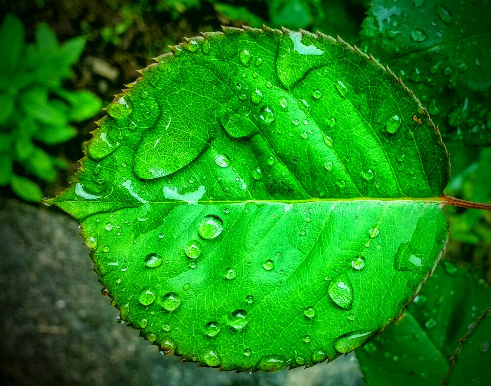 Water drops nature