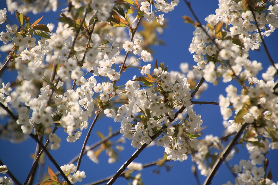 White garden plant