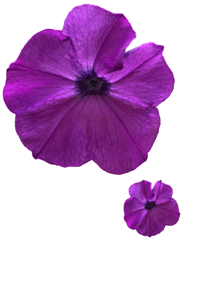 Flower nature garden