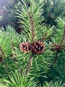 Cones pine pine cones